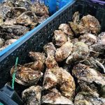 illustration agrandir l