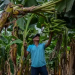 Des paysans nicaraguayens déboutés en France après des dommages causés par un pesticide