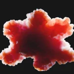 Foie et intestins cultivés en laboratoire : les organoïdes comme nouvelles solutions thérapeutiques