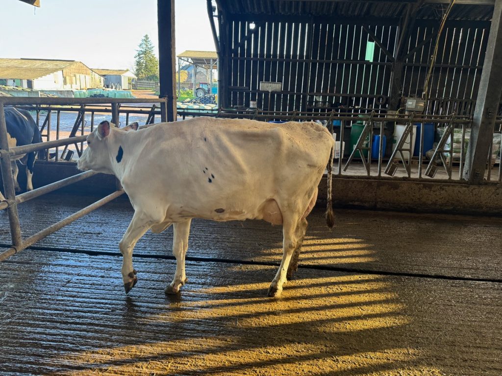 Les boiteries : pourquoi il est essentiel de les traiter correctement