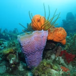 L’effondrement des récifs coralliens en mer des Caraïbes, victimes du changement climatique