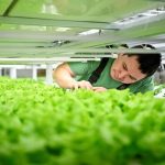 Au Groenland, un entrepreneur tente de cultiver des salades dans des conditions extrêmes