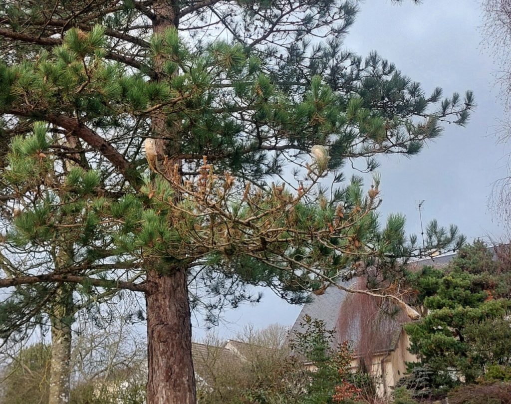 Que sont ces étranges cocons qui infestent ce pin de la commune ?