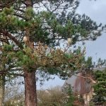 Que sont ces étranges cocons qui infestent ce pin de la commune ?
