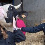 Dans l’Orne, Stéphanie est prête à tout pour sauver une deuxième fois sa vache