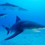 Ensemble pour la planète va saisir de nouveau la justice contre les abattages de requins