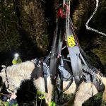 Une jument piégée près d'un cours d'eau s'en sort grâce aux sapeurs-pompiers, découvrez les images du sauvetage