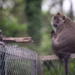 Centre d’élevage de primates du CNRS : une expérimentation animale controversée