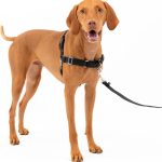 PetSafe Harnais Easy Walk avec Boucle Anti-Traction et Laisse de 1,8 m, Promenade Confortable pour Vous et Lui, 4 Points de Réglage, Résistant, Facile à Mettre et enlever, Noir, Taille M