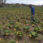 Pluies exceptionnelles de février : impacts sur les nappes souterraines et les cultures