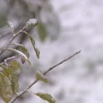 Neige ce week-end, redoux prévu dès lundi : un épisode hivernal rapide - RTBF Actus