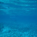 Des cuboméduses "dangereuses" signalées entre les passes de Dumbéa et de Uitoé