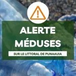 Alerte méduses à Punaauia : vigilance recommandée sur tout le littoral