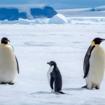 Changement climatique : un rituel des manchots empereurs menacé de mortalité