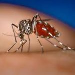 Chikungunya - point de situation