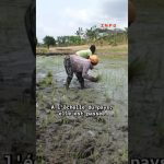 Côte d'Ivoire : la production de riz paddy en plein essor