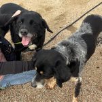 Découvrez le Refuge de Caldaniccia : un havre de paix en pleine nature