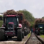 Filière canne : le rapport qui bouscule le modèle guadeloupéen