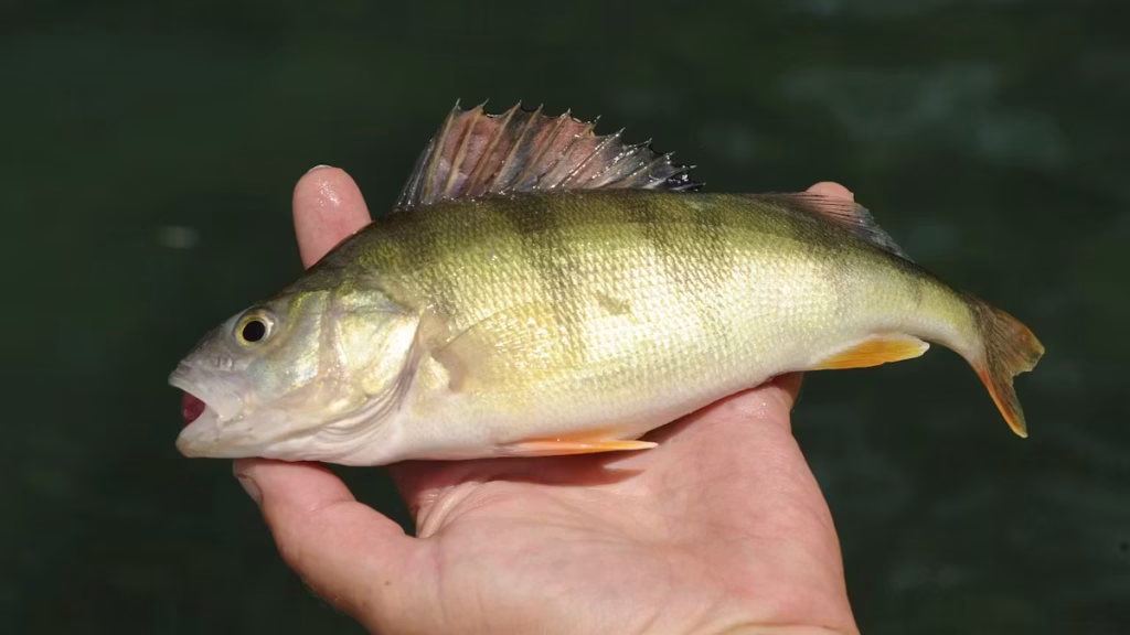 Lac Léman : les perches luttent contre les moules quagga et les crevettes envahissantes