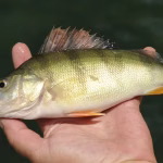 Lac Léman : les perches luttent contre les moules quagga et les crevettes envahissantes
