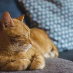 Et si les chats pouvaient nous aider à mieux soigner le cancer du sein?
