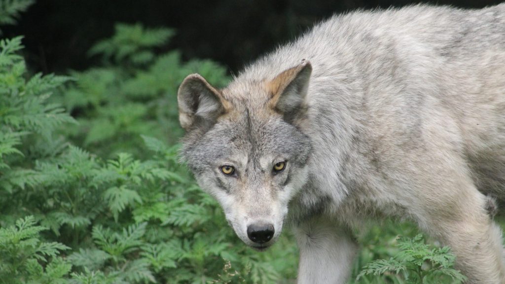 Nouveau coup de force du gouvernement contre le loup !