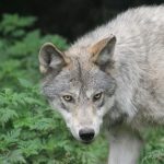 Nouveau coup de force du gouvernement contre le loup !