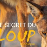 Nature : Le loup d'Ethiopie, ce canidé rare qui butine les fleurs - Dis-leur !
