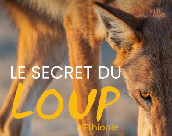 Nature : Le loup d'Ethiopie, ce canidé rare qui butine les fleurs - Dis-leur !