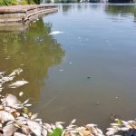 « On a perdu 16 tonnes de poissons : réhabilitation des berges du lac d’Enghien pour la qualité de l’eau »