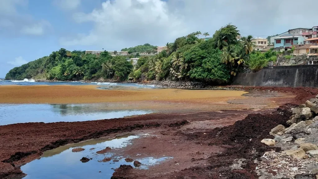 Sargasses en Martinique : la CTM met en place un dispositif pour soutenir les exposés