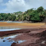 Sargasses en Martinique : la CTM met en place un dispositif pour soutenir les exposés