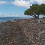 VIDÉO. Surf, baignade, pêche : un dimanche à la Pointe des Pêcheurs
