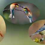Impact des paysages et de l'altitude sur l'équilibre des oiseaux migrateurs et sédentaires - IMBE