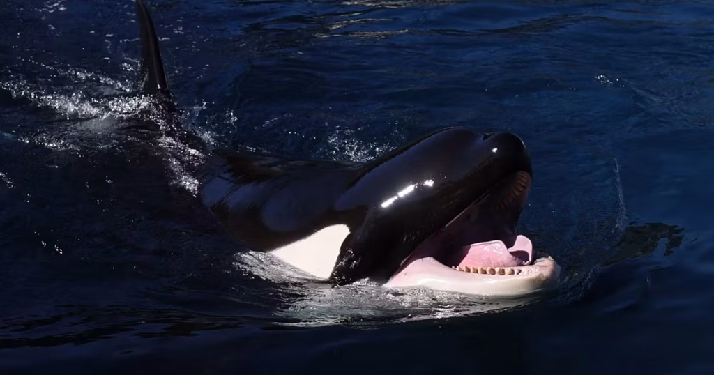 Wikie et Keijo, les orques du Marineland, face à un avenir incertain et tragique