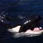 Wikie et Keijo, les orques du Marineland, face à un avenir incertain et tragique