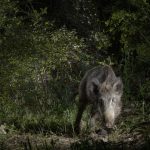 Une voie verte fermée pour une journée de chasse : mécontentement des promeneurs et cyclistes