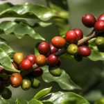 Climat : l'augmentation de la chaleur menace la production de café, selon RTBF Actus