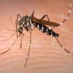 Dengue : 55 cas recensés, la province Nord sous vigilance