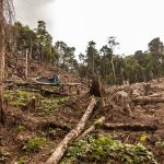 L’Amazonie s’assèche : un basculement climatique irréversible ?