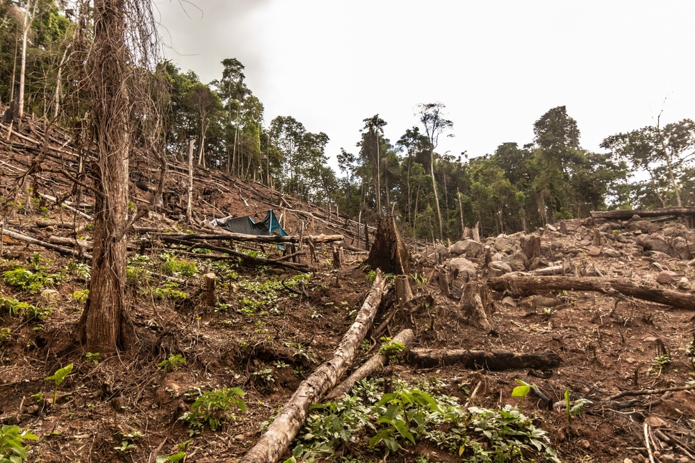 L’Amazonie s’assèche : un basculement climatique irréversible ?