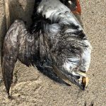 Tempêtes en Bretagne : une hécatombe d'oiseaux marins, les causes révélées