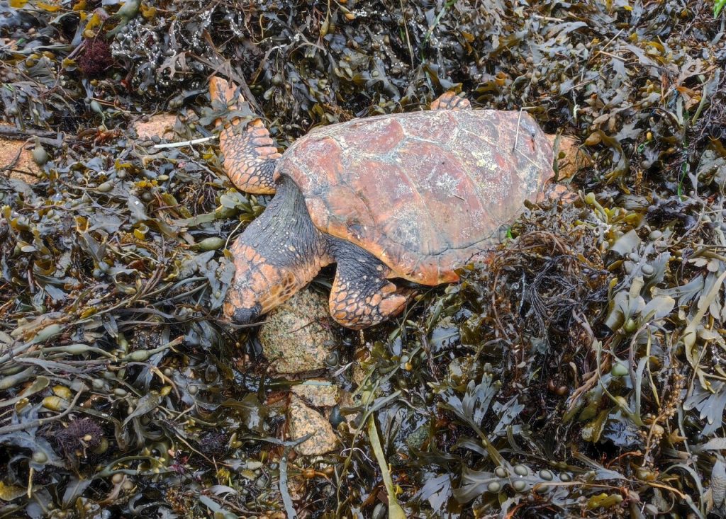 Côtes-d’Armor. Tortue et macareux morts : à Plougrescant, pourquoi ces animaux s’échouent-ils sur la côte ?