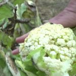 Fortes pluies... Légumes pourris ! "Il y a beaucoup trop d'eau", regrette ce maraîcher