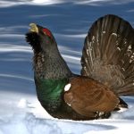 Renforcement du Grand Tétras : encore plus de réintroduction en 2026