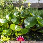 Créer une mare dans son jardin : législation, étapes et conseils pratiques à connaître.