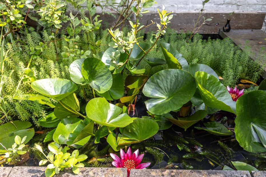 Créer une mare dans son jardin : législation, étapes et conseils pratiques à connaître.