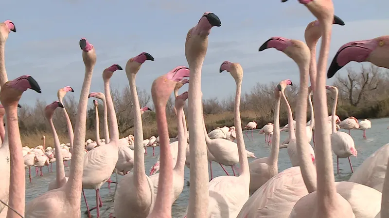 C'est à celui qui charmera sa future partenaire, celle-ci danse aussi.