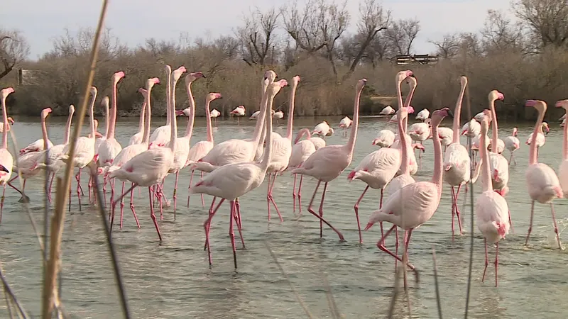 Le ballet nuptiale est une chorégraphie très élaborée.