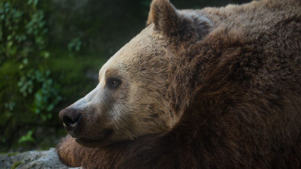 Des ours voient leur ADN modifié par la proximité avec les hommes